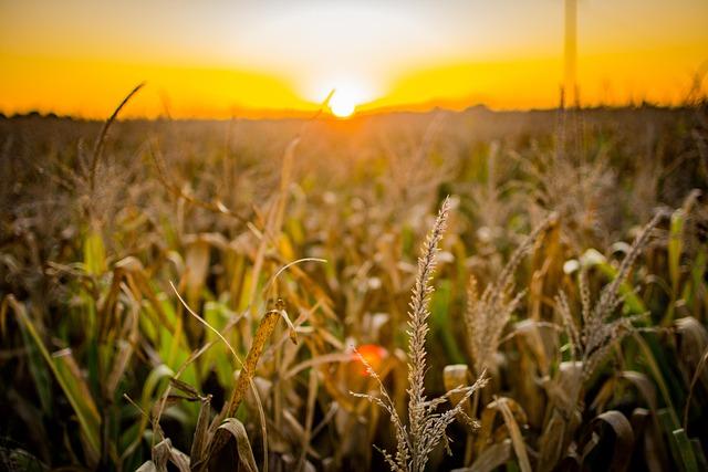 Agro é setor que mais pode ganhar com a descarbonização, diz consultoria